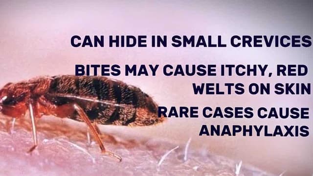 Bed bug discovery comes days before California's expanded return-to-office policy