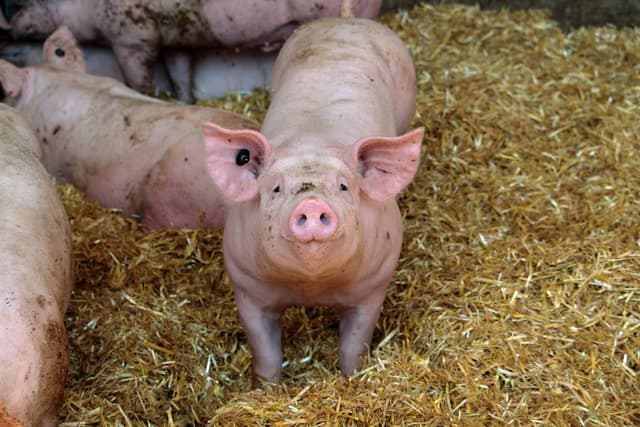 'Several people' report illness after exposure to pigs with swine flu