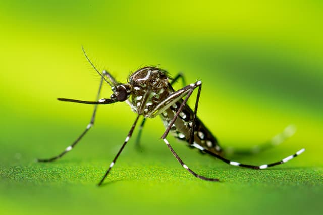 Invasive 'yellow fever' mosquito newly found in Castro Valley