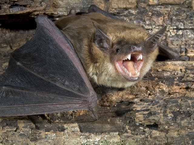 Rabid Bat Startles Patrons At San Diego County Restaurant