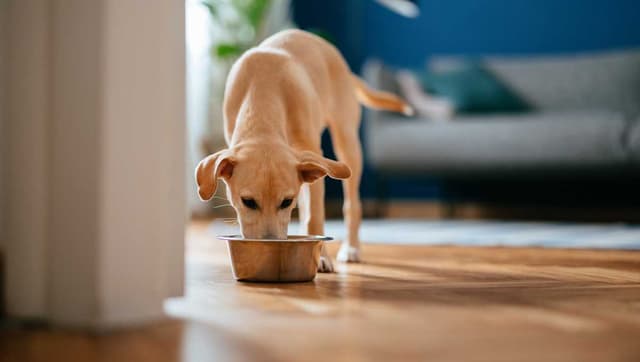 Popular dog food recalled nationwide may contain sharp metal fragments, FDA says