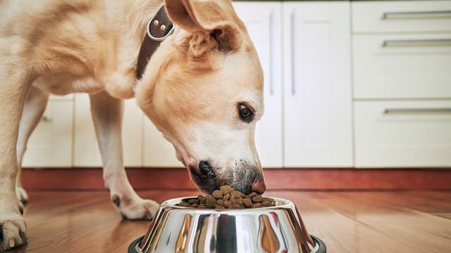 Pedigree dog food recalled over metal and plastic contamination risk