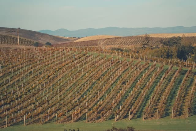 HMC Subsidiary Sells Controversial California Vineyard Property