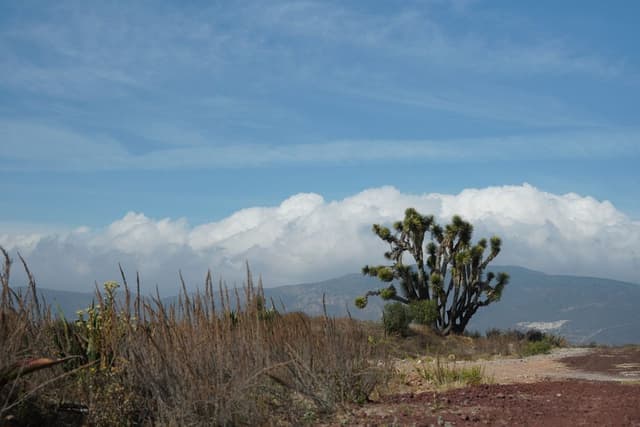 Joshua Tree: Where the Desert Becomes Art