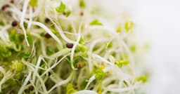 Alfalfa sprouts linked to reported illnesses from 2 different bacteria
