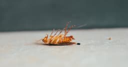 Cockroaches Are Attracted To Cardboard. Here's Why.