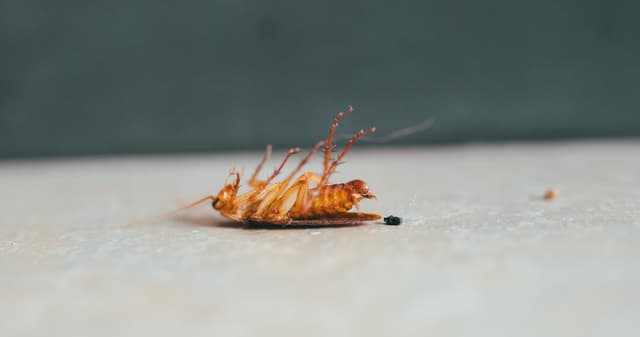 Cockroaches Are Attracted To Cardboard. Here's Why.