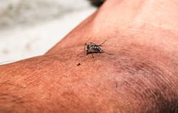 Health alerts issued as cases of painful illness typically found in tropical countries spreads across Florida