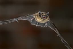 Woman Wakes, Pulls Bat From Her Mouth