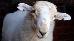 Medieval manuscripts are "biological time capsules" for deadly sheeppox virus
