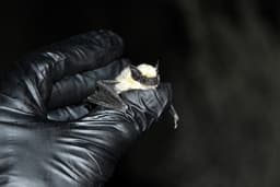 Multiple California counties report high number of rabid animals