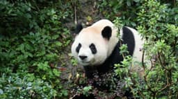 The newest pandas in the US have arrived in Atlanta. What we know about Ping Ping and Fu Shuang
