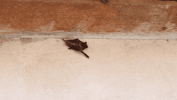 Bats found inside Puyallup elementary school; health officials recommend treatment
