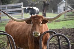 John Mateer, Sooners upset Longhorns