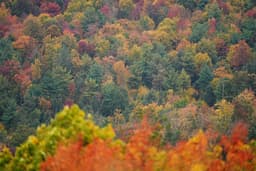 Fall foliage tracker: New England having an 'elite' year with majestic views elsewhere