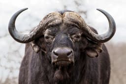 Raw Buffalo Brains? Enter the Realm of 'Dark Nutrition'