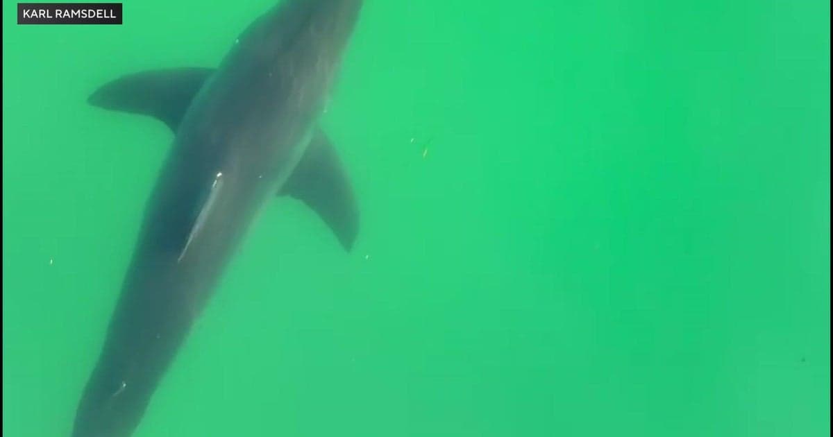 Shark drags lifeguard underwater at popular Maine beach: "It was frightening"