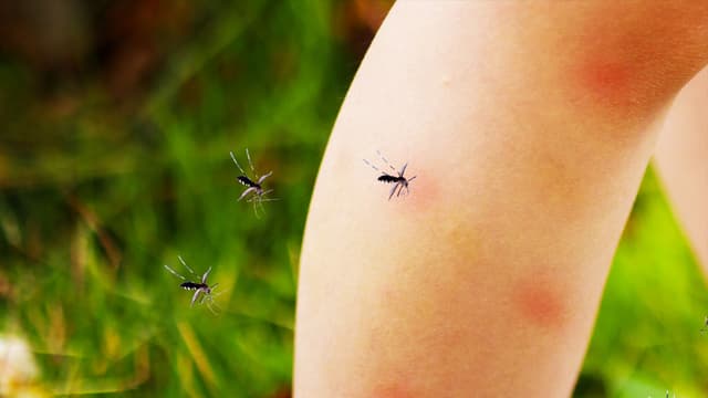 Mosquito magnet: Why some people get bitten more often