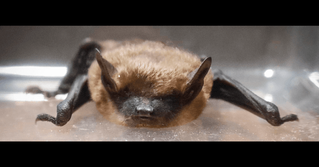 Genesee County woman bat exposure led to rabies shots
