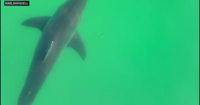 Shark drags lifeguard underwater at popular Maine beach: "It was frightening"