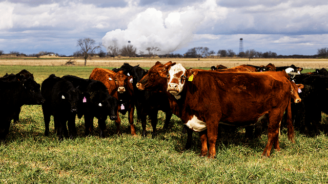 Beef prices surge nearly 12% as the US cattle herd hits 70-year low