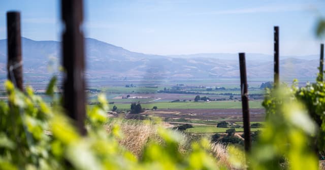 Sales Are So Low, California Wineries Are Burning Their Vineyards