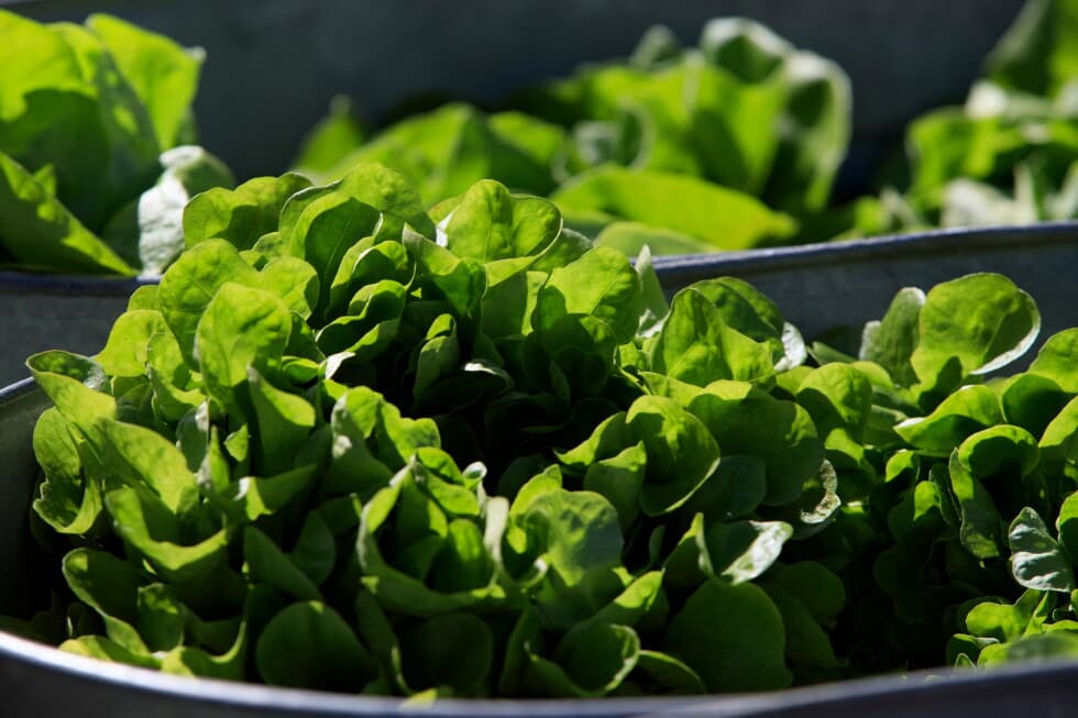 Some restaurants see fewer customers during US cyclospora outbreak