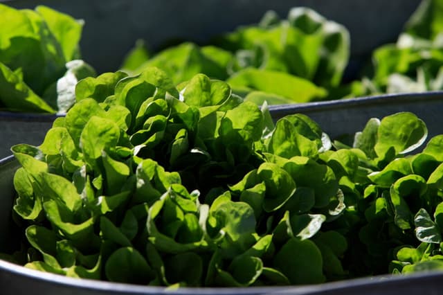 Some restaurants see fewer customers during US cyclospora outbreak