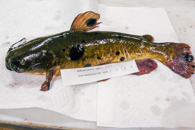 known transmissible cancer discovered