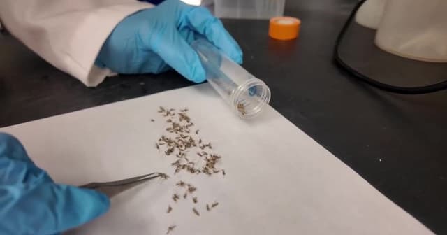 Mosquitoes are evolving to survive common backyard sprays