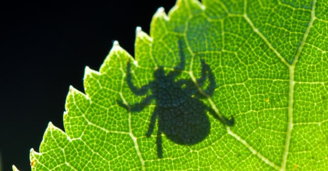 The ticks are winning