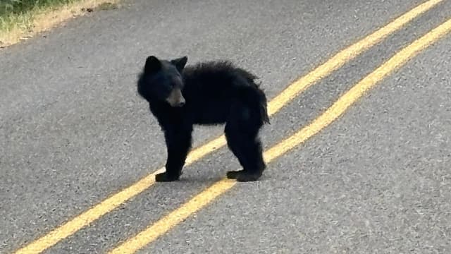 Young bear euthanized after lethargic behavior, tests negative for rabies