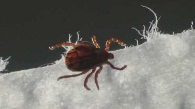 UNH awarded grant to study ticks