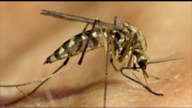 West Nile virus detected in South Carolina mosquitoes