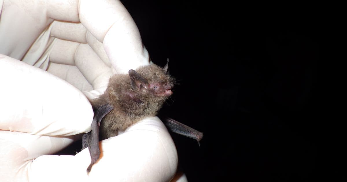 Endangered Indiana bat captured in NC for first time since 2015