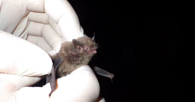 Endangered Indiana bat captured in NC for first time since 2015