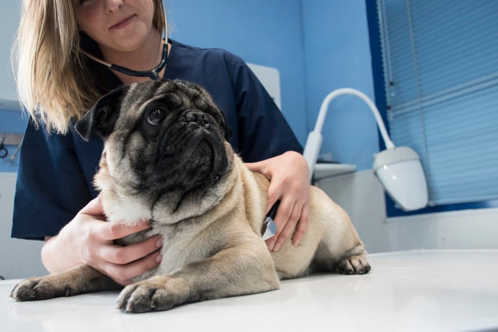 How to protect your pets from the New World screwworm fly
