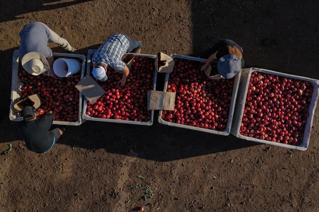 California farmer and food marketer spar over who can sell white nectarines