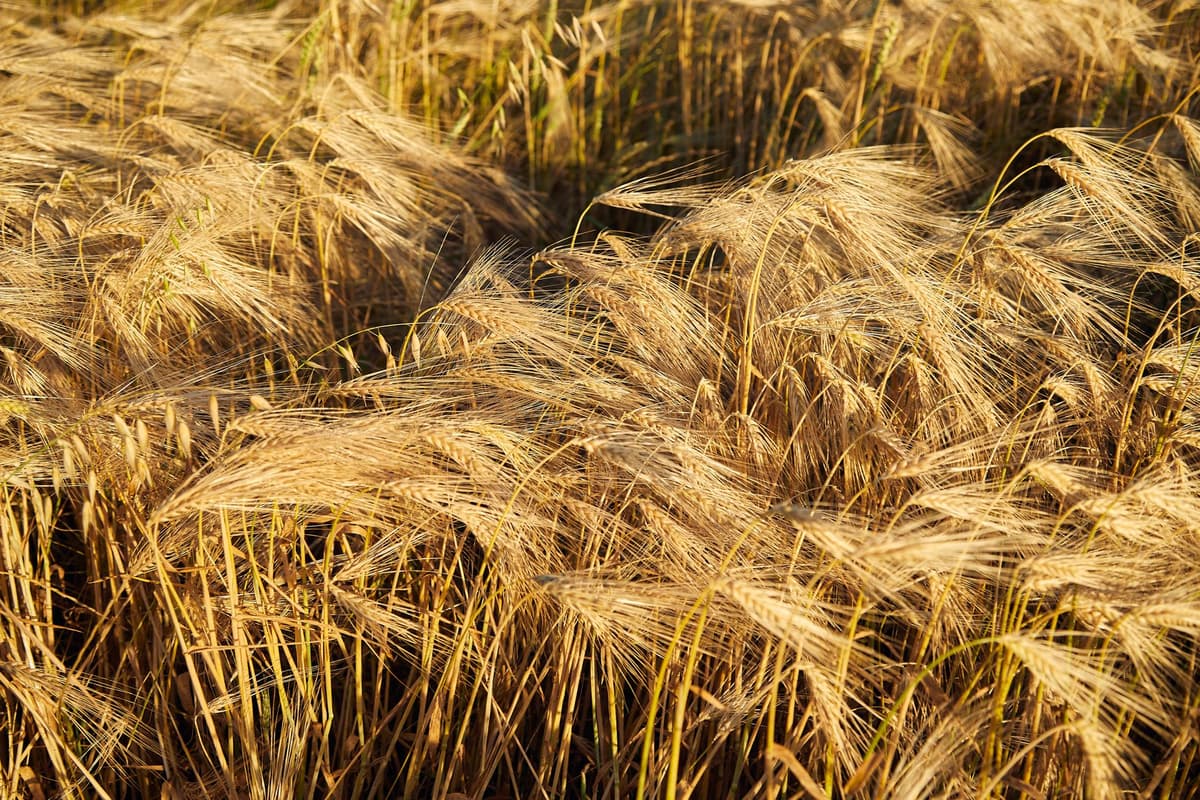 DAILY DIGEST, 6/25: SGMA-ready crops as a low-water alternative to fallowing; Farmers warn proposed nitrogen limits could force them out of business; California Forever wants a CEQA Exemption for their New City; Tahoe may see snow this weekend as sud