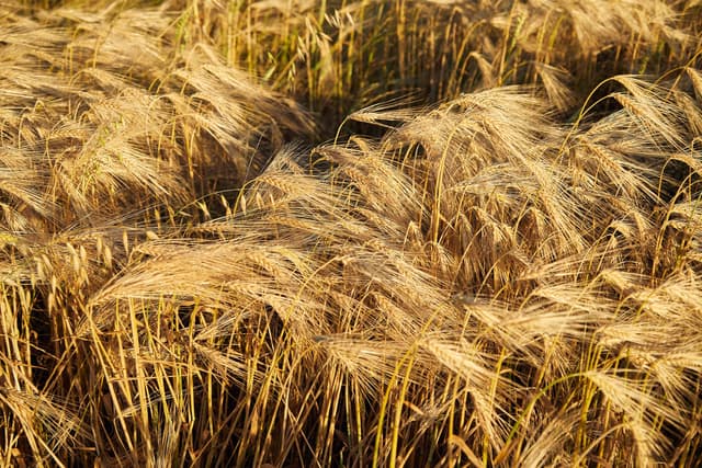 DAILY DIGEST, 6/25: SGMA-ready crops as a low-water alternative to fallowing; Farmers warn proposed nitrogen limits could force them out of business; California Forever wants a CEQA Exemption for their New City; Tahoe may see snow this weekend as sud