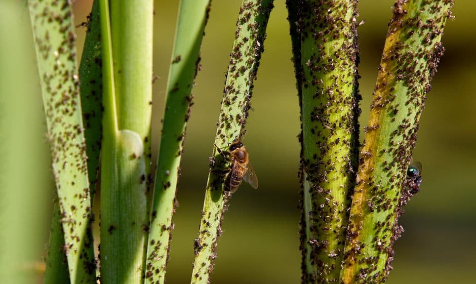 Bug infestation found at California Department of Education headquarters, employees sent home