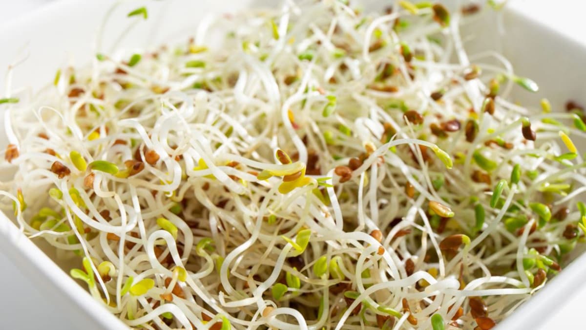 E coli and salmonella outbreak tied to alfalfa sprouts sickens 55