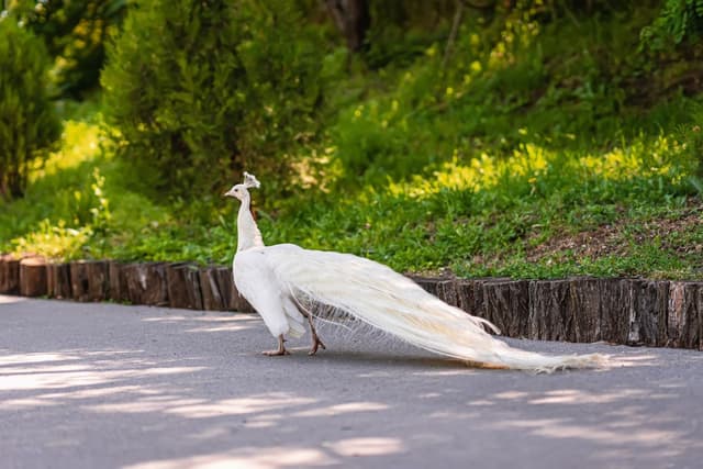 Video Appears to Show Peacock Being Attacked by Mail Carrier