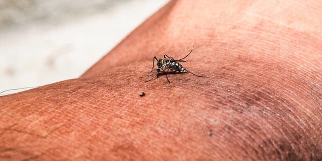 'Breakbone Fever' cases in Florida prompt mosquito-borne illness alerts