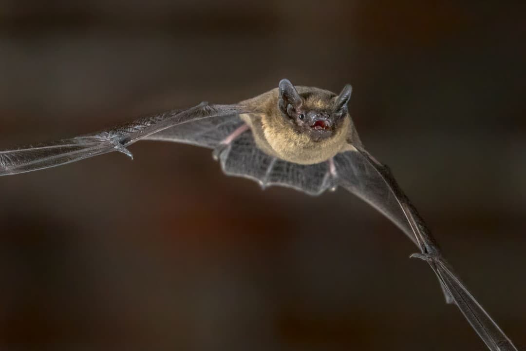 Woman Wakes, Pulls Bat From Her Mouth