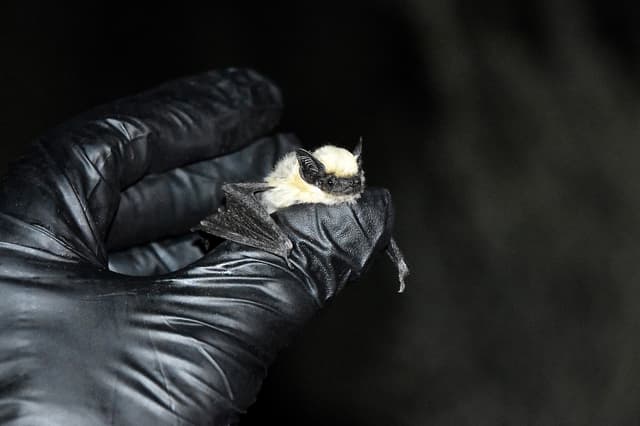 Multiple California counties report high number of rabid animals