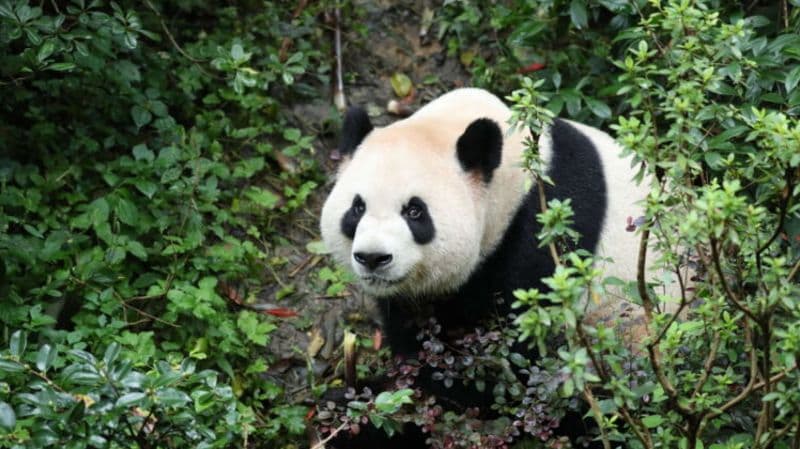The newest pandas in the US have arrived in Atlanta. What we know about Ping Ping and Fu Shuang