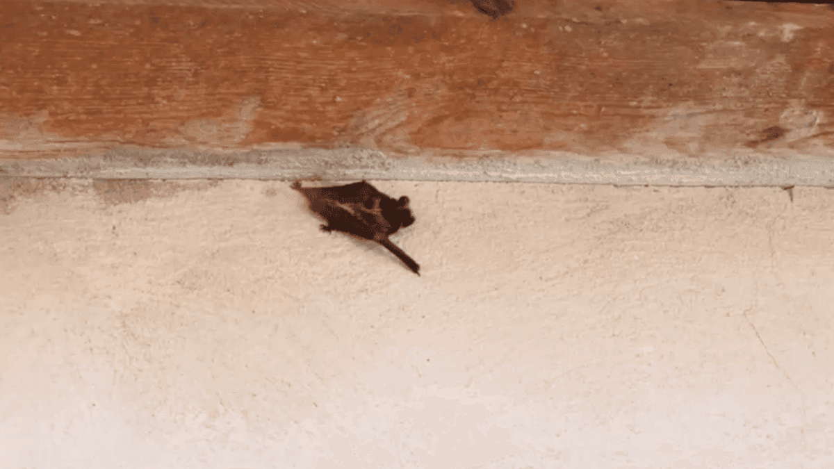 Bats found inside Puyallup elementary school; health officials recommend treatment