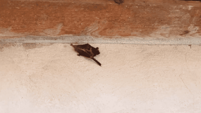 Bats found inside Puyallup elementary school; health officials recommend treatment