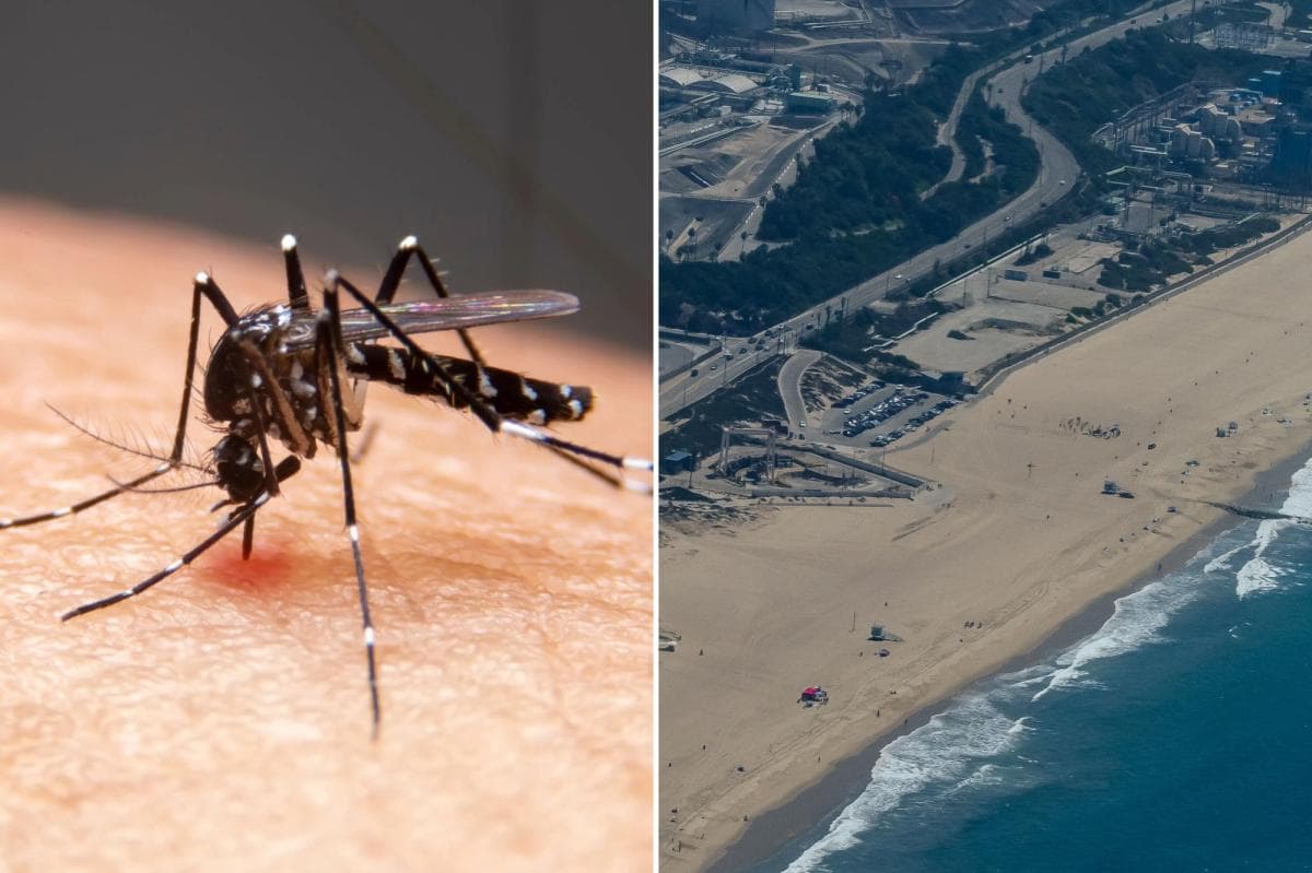 Los Angeles is the most mosquito infested city in America